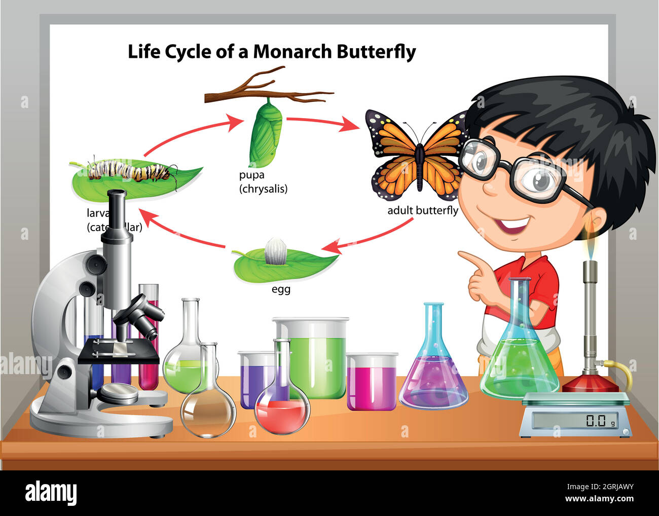 Ragazzo che presenta il ciclo di vita della farfalla Illustrazione Vettoriale