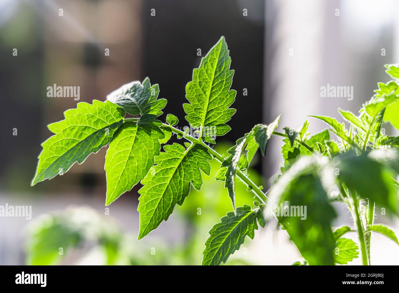 Un'immagine dettagliata di foglie di piante verdi in un giardino di casa , in una giornata estiva luminosa e soleggiata, una casa può essere vista in uno sfondo sfocato. Foto Stock