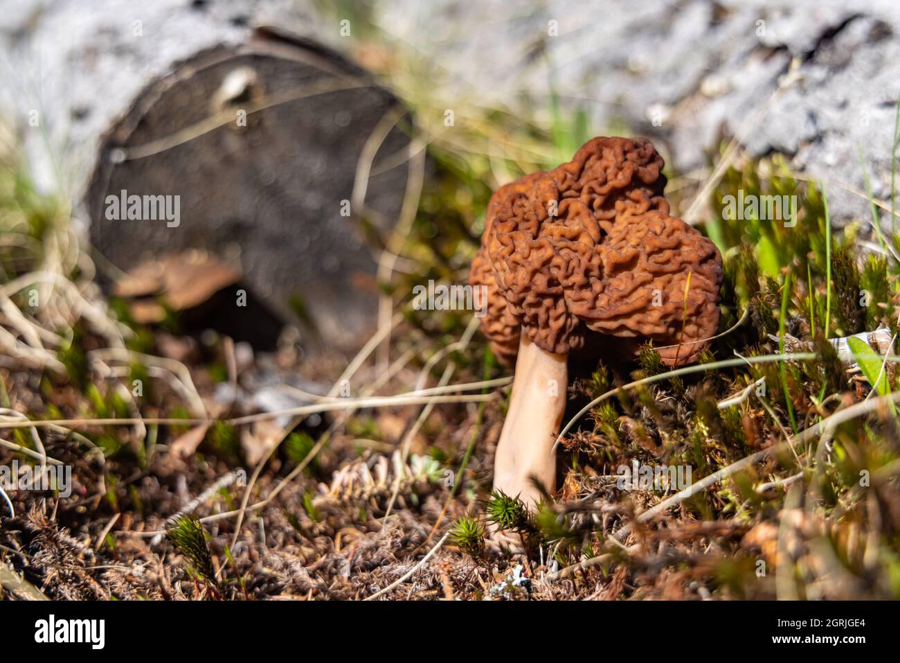 Una falsa morella secca, strappata e gettata da qualcuno sull'erba fangosa nei boschi, in una giornata di sole luminoso, si possono vedere alcuni alberi e un ceppo. Foto Stock