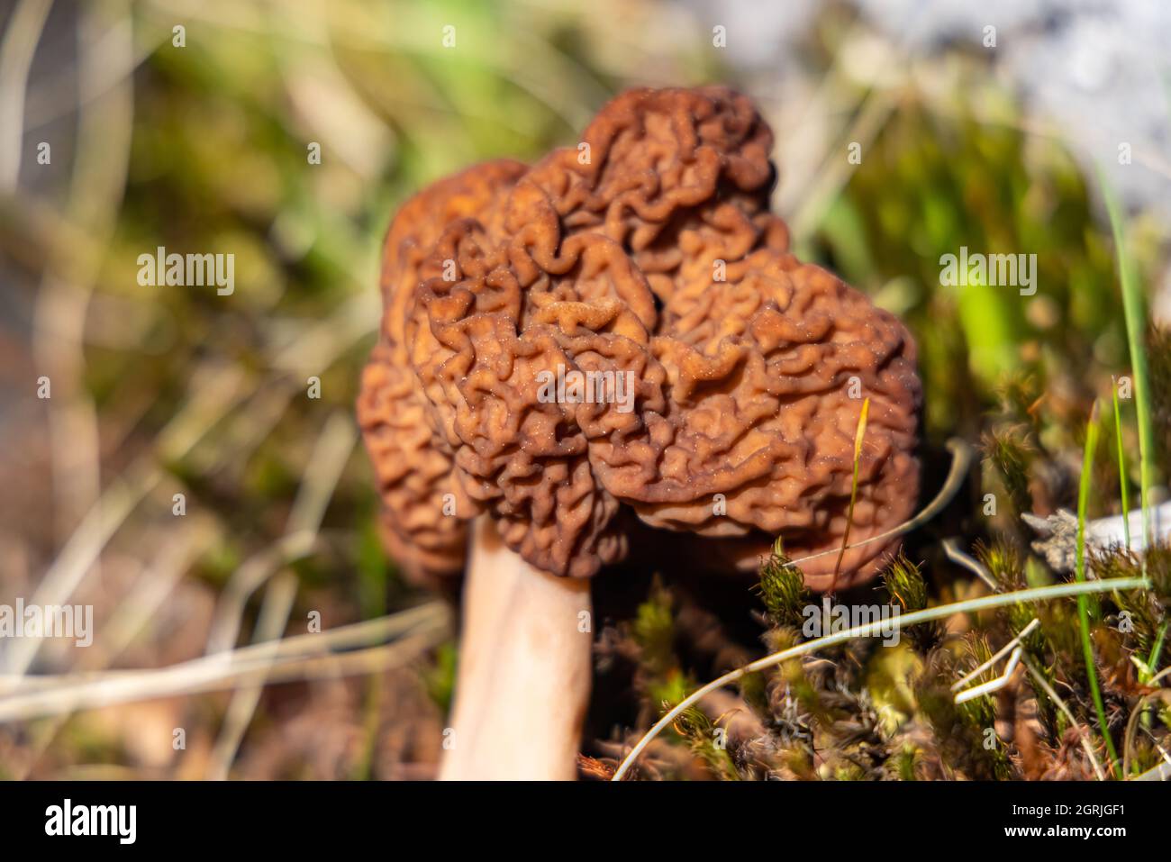 Un ritratto dettagliato di un falso morello secco marrone, in una giornata di sole brillante, che si trova nei boschi, posto su erba fangosa con rametti intorno. Foto Stock