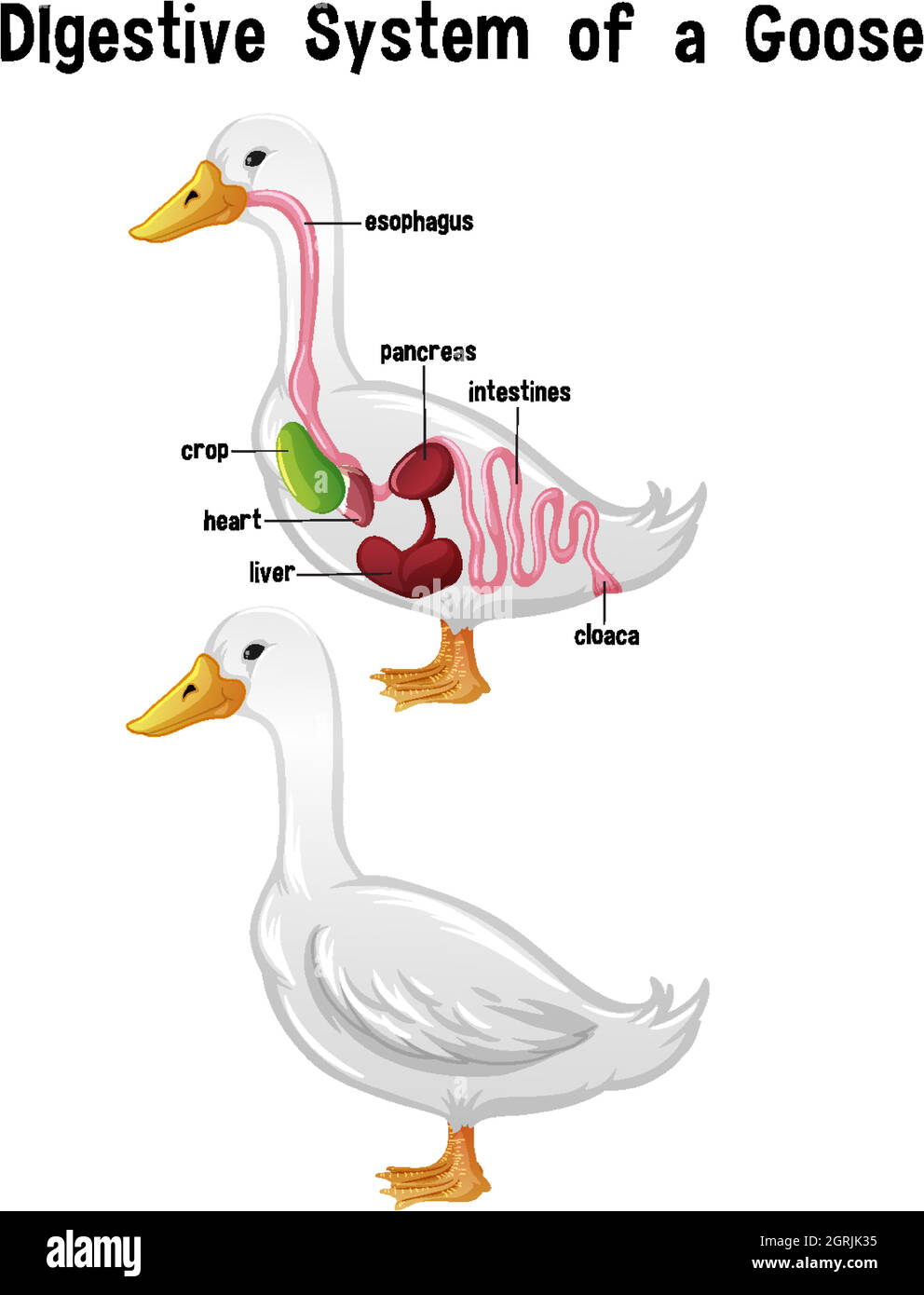 Anatomia interna di un'oca con etichetta Illustrazione Vettoriale Anatomia interna di un'oca con etichetta Illustrazione Vettoriale