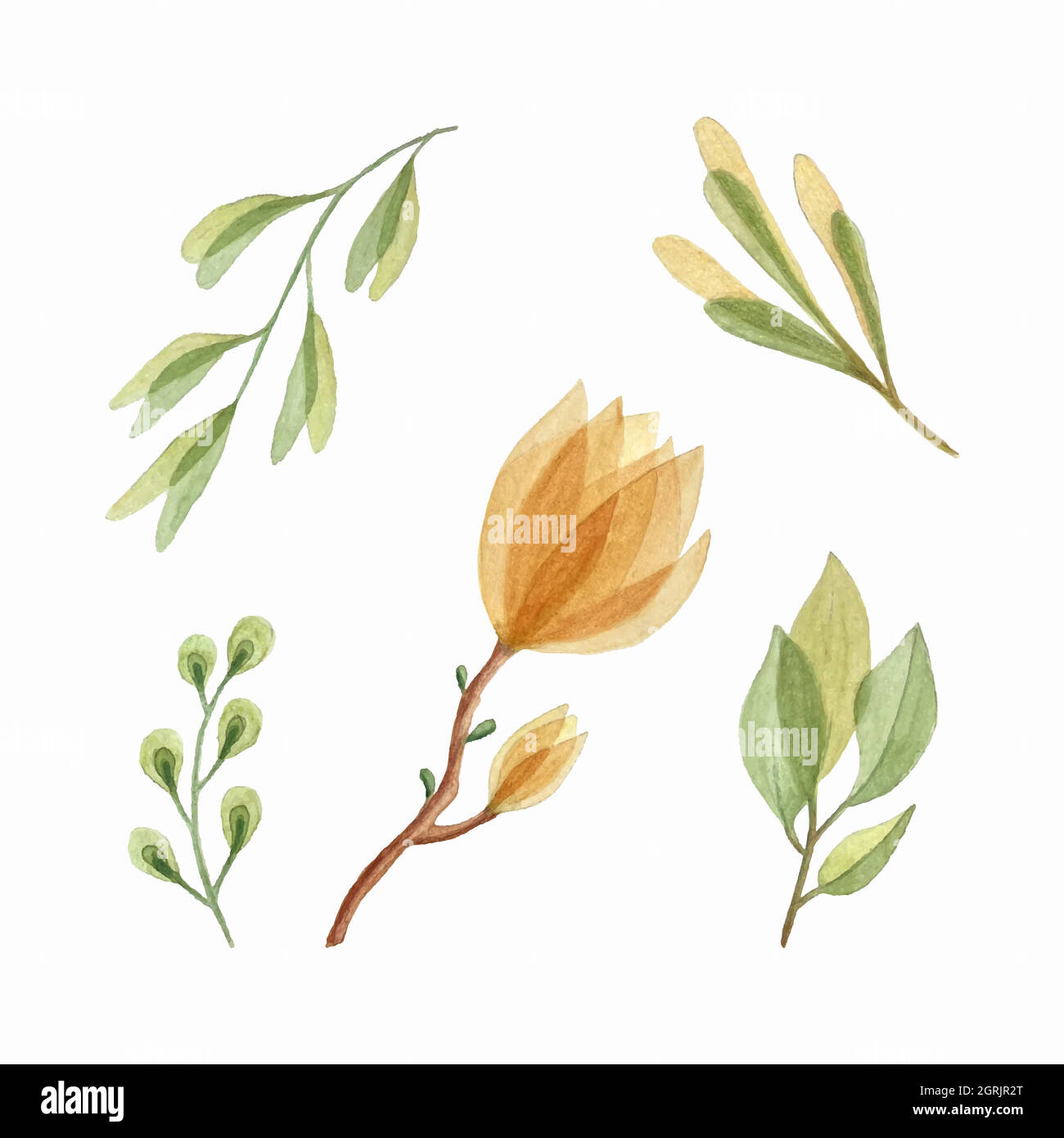 Set di acquerelli botanici, disegno a mano, foglie di magnolia rami, elementi di disegno, isolati, sfondo bianco. Illustrazione vettoriale Illustrazione Vettoriale