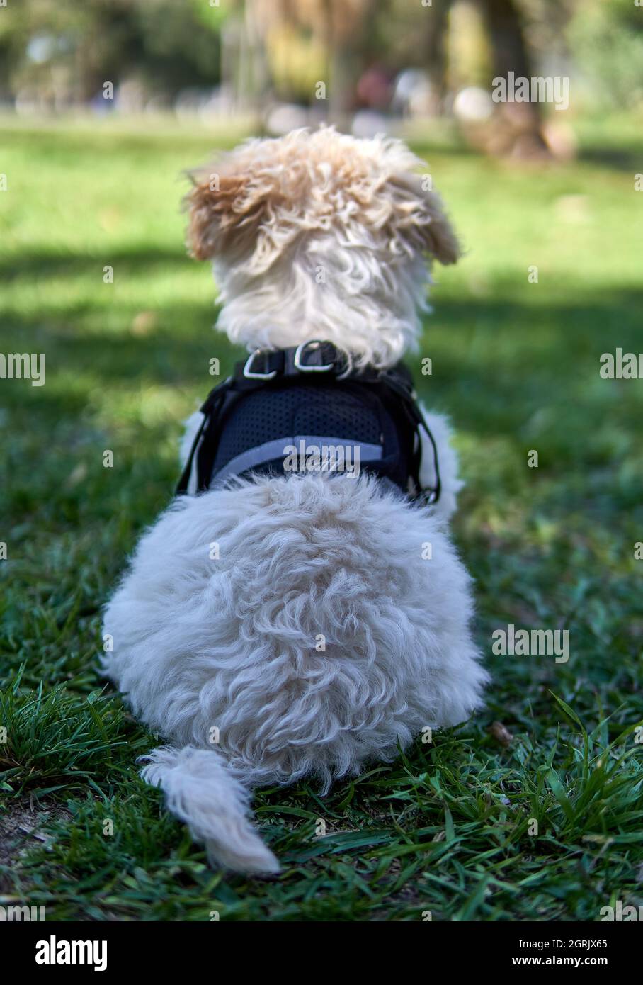 puppy giocattolo puppy cucciolo seduto sulla schiena su erba indossando un'imbracatura nera osservando la natura sulla sua prima uscita permesso dopo la vaccinazione. Verticale Foto Stock