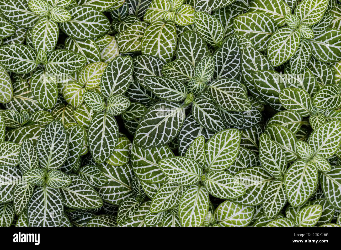 Pianta mosaico (fittonia albivenis), vista dall'alto. Chiamato anche Nerve Plant. Nativo delle foreste pluviali del Sud America. Foto Stock