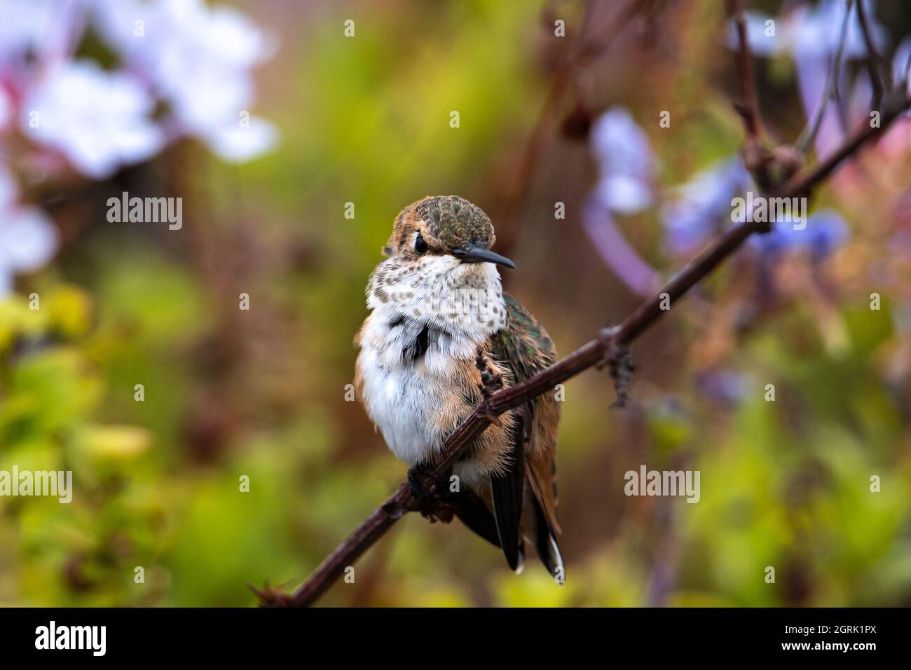 Closeup di Hummingbird (Calypte anna) giovane Anna arroccato sulla filiale a Laguna Beach, California. Fiori e arbusti verdi sullo sfondo. Foto Stock