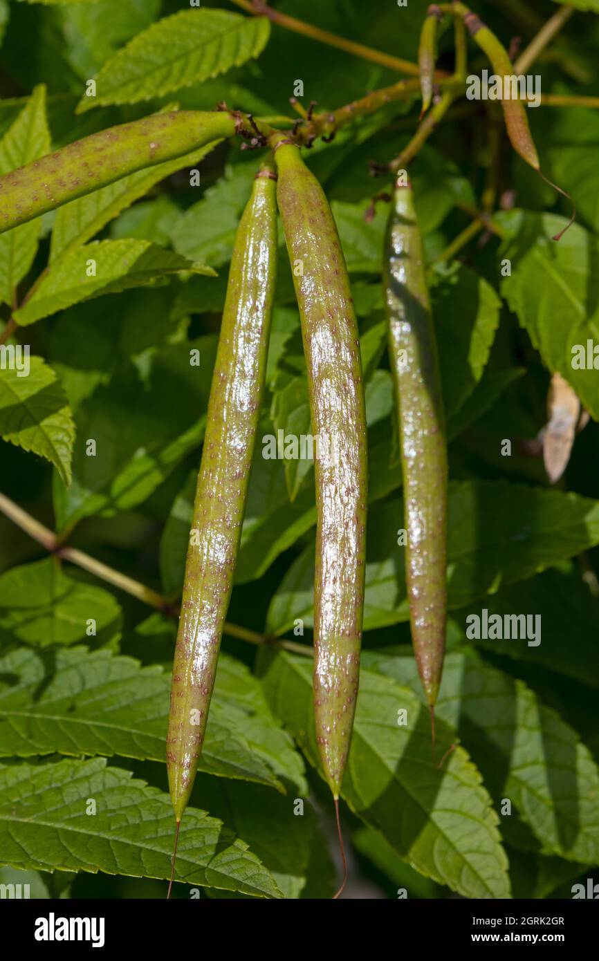 Fagioli di vaniglia freschi verdi unmature appesi sulla pianta all'aperto Foto Stock