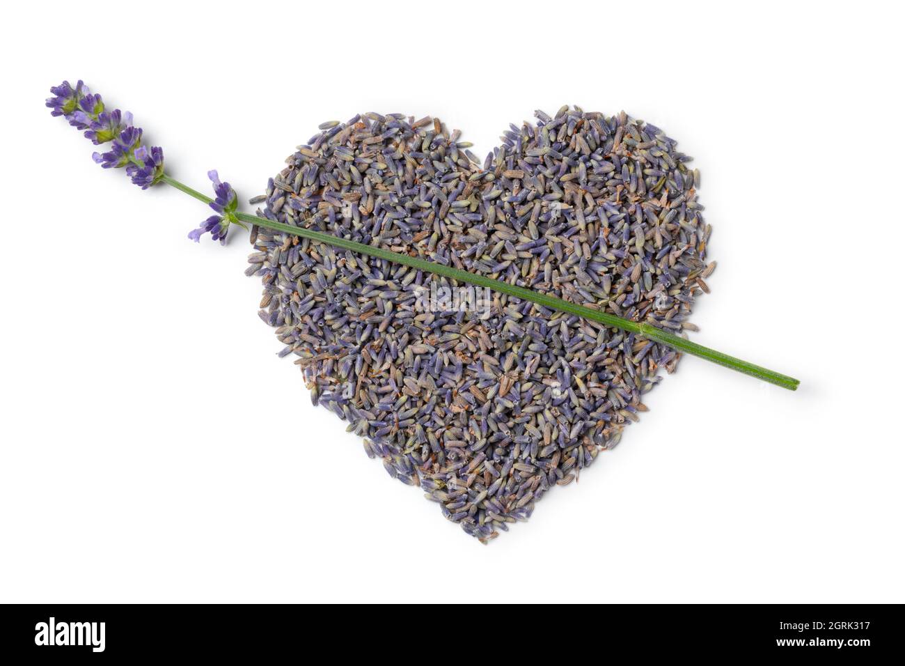 I fiori di lavanda viola appassita si chiudono a forma di cuore e una lavanda fresca di ramoscello isolata su sfondo bianco Foto Stock