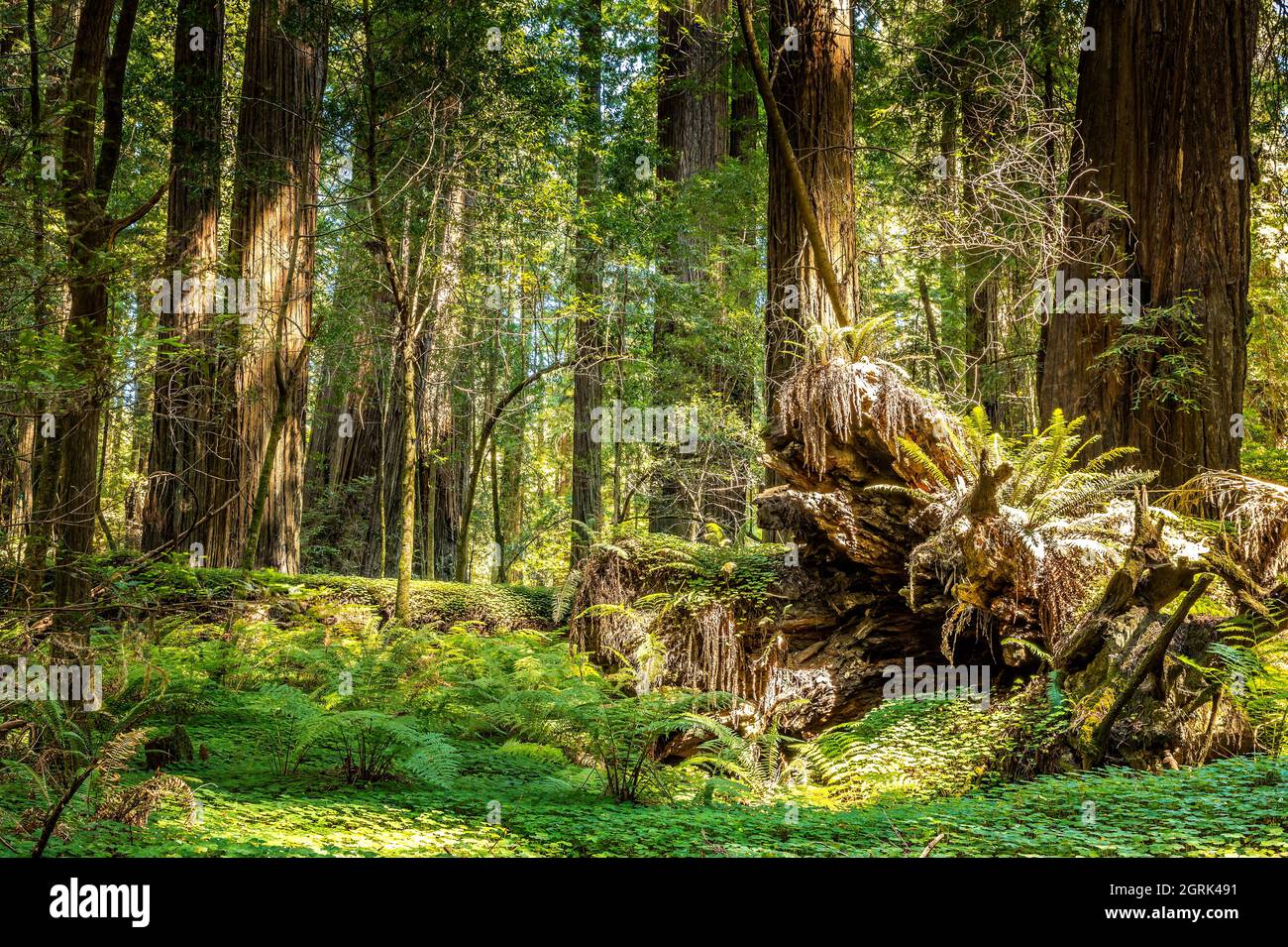 Il cerchio della vita. Alberi giovani che crescono su enormi vecchi alberi morti nel Redwood National Park, California Foto Stock