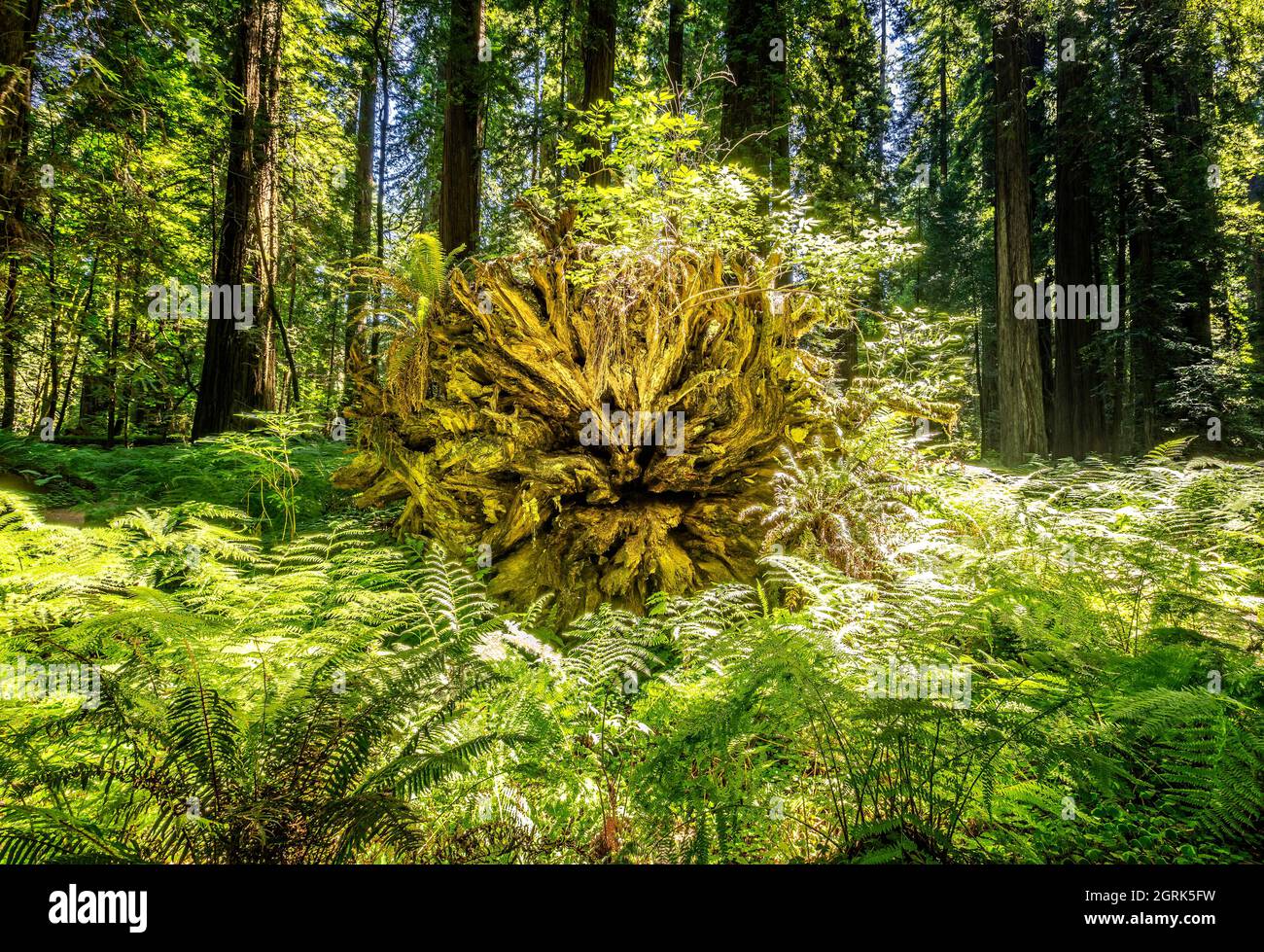 Il cerchio della vita. Alberi giovani che crescono su enormi vecchi alberi morti nel Redwood National Park, California Foto Stock