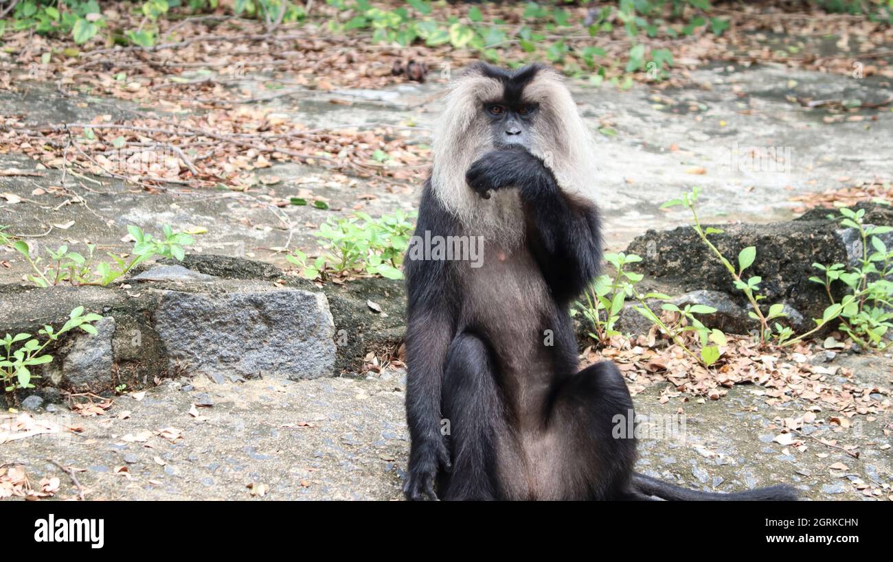 Leone ha codato le reazioni di scimmia macaco Foto Stock