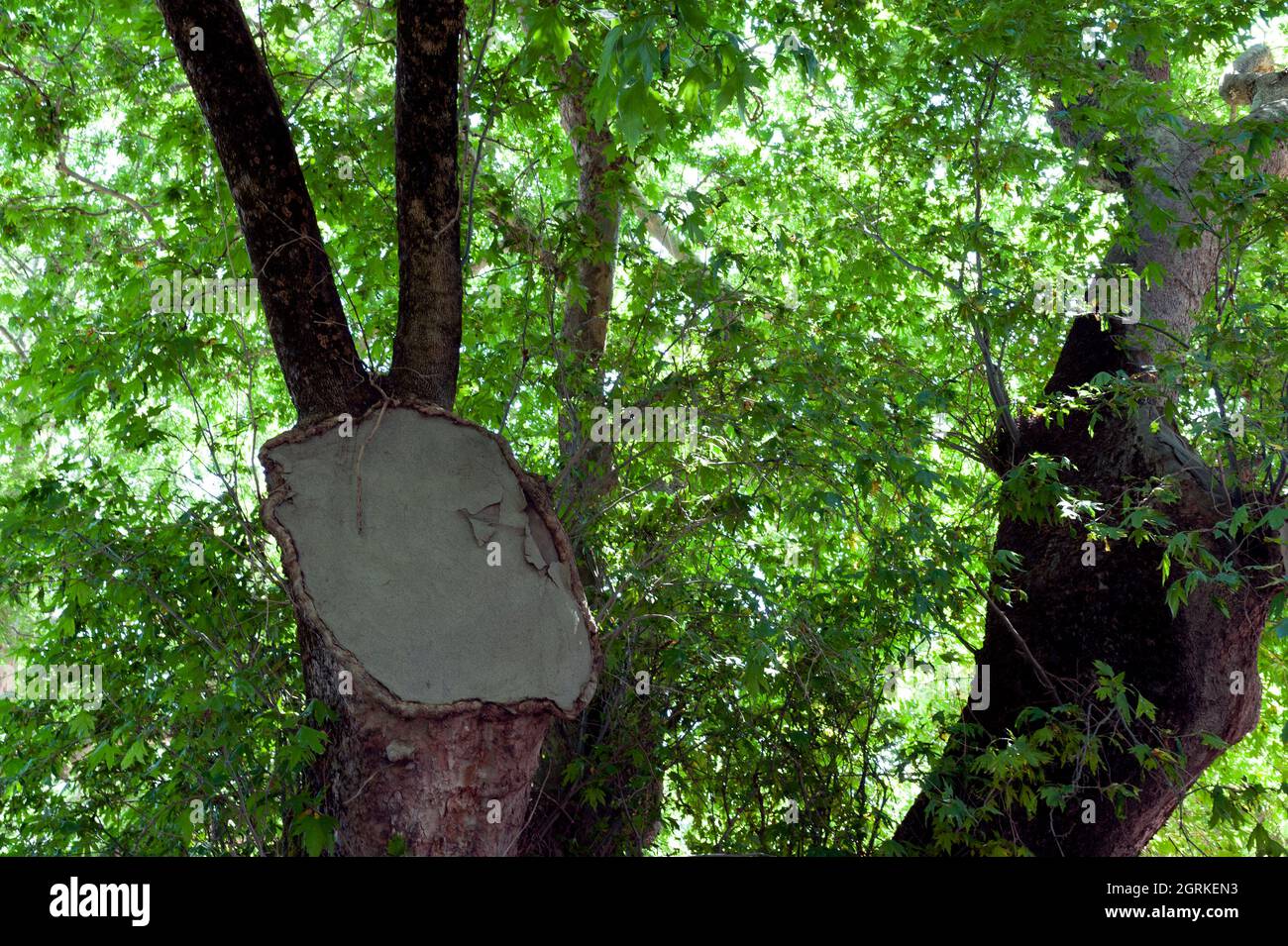 Luce del sole che filtra attraverso gli alberi Foto Stock