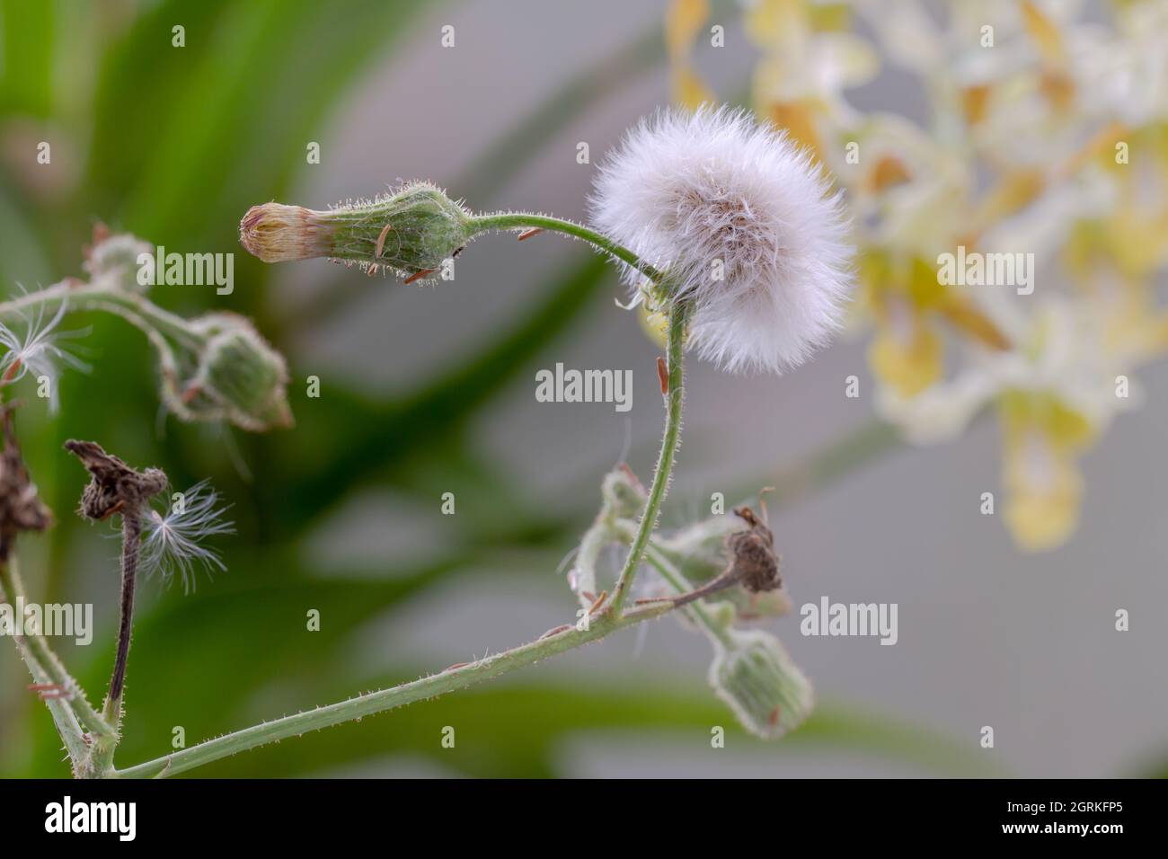 Fiore di tasselflower lilla, di forma rotonda bianca, pronto a far volare i suoi semi Foto Stock