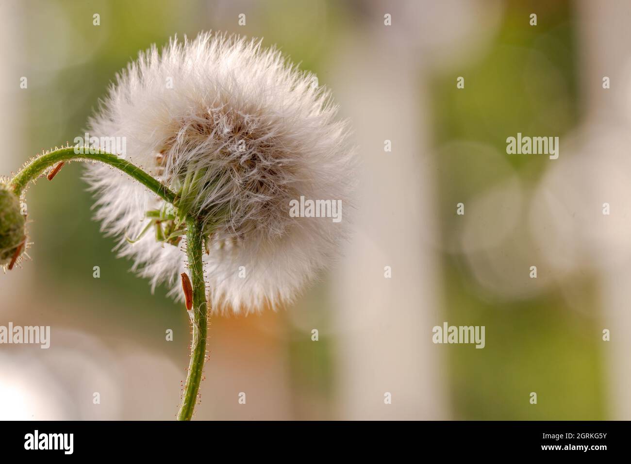 Fiore di tasselflower lilla, di forma rotonda bianca, pronto a far volare i suoi semi Foto Stock
