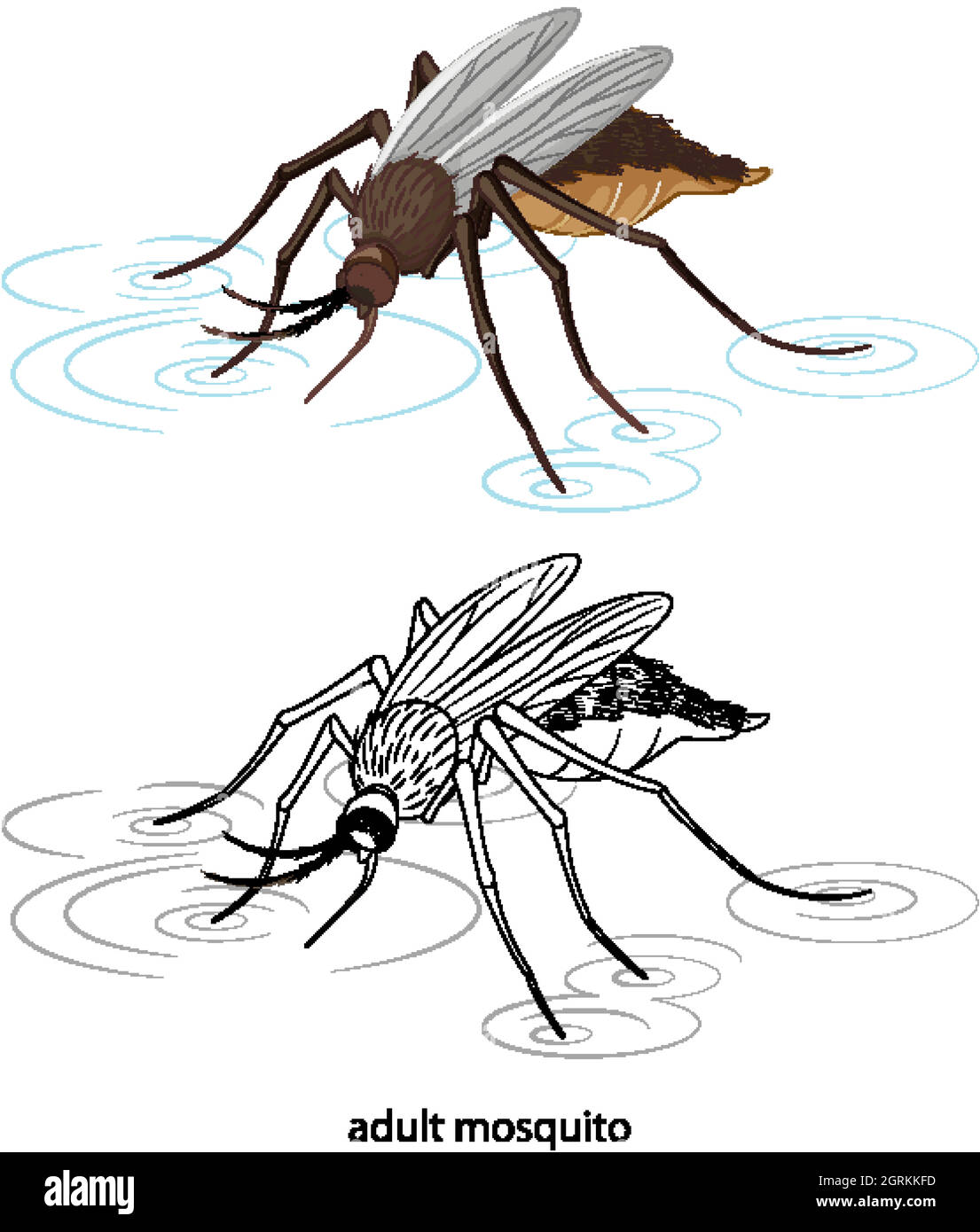 Zanzara a colori e scarabocchio su sfondo bianco Illustrazione Vettoriale