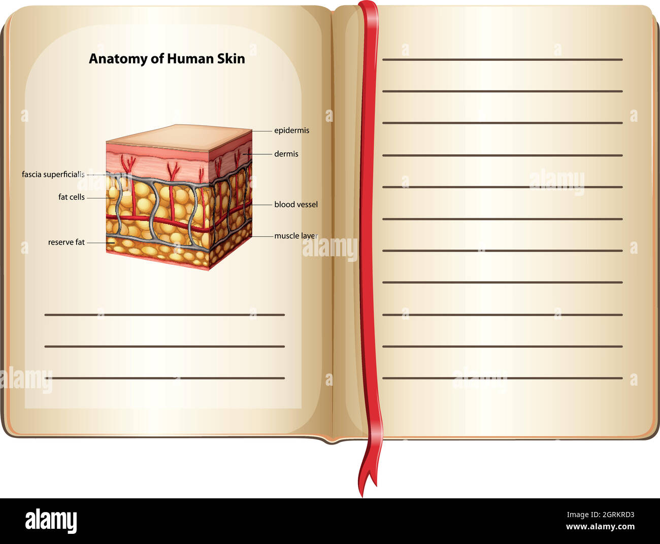 Anatomia della pelle umana su una pagina Illustrazione Vettoriale