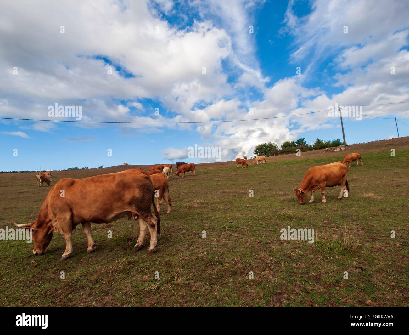 Mucche pascolo pacificamente in un prato galiziano in una giornata di cielo blu con le nuvole. Foto Stock
