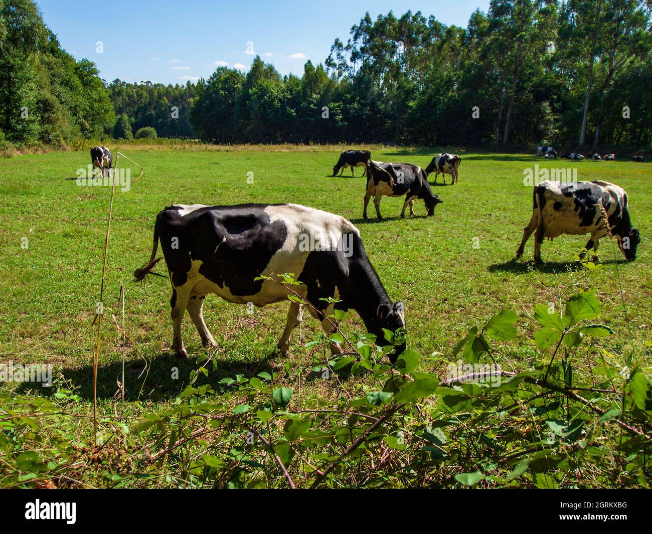 Mucche pascolo pacificamente in un prato galiziano in una giornata di cielo blu con le nuvole. Foto Stock