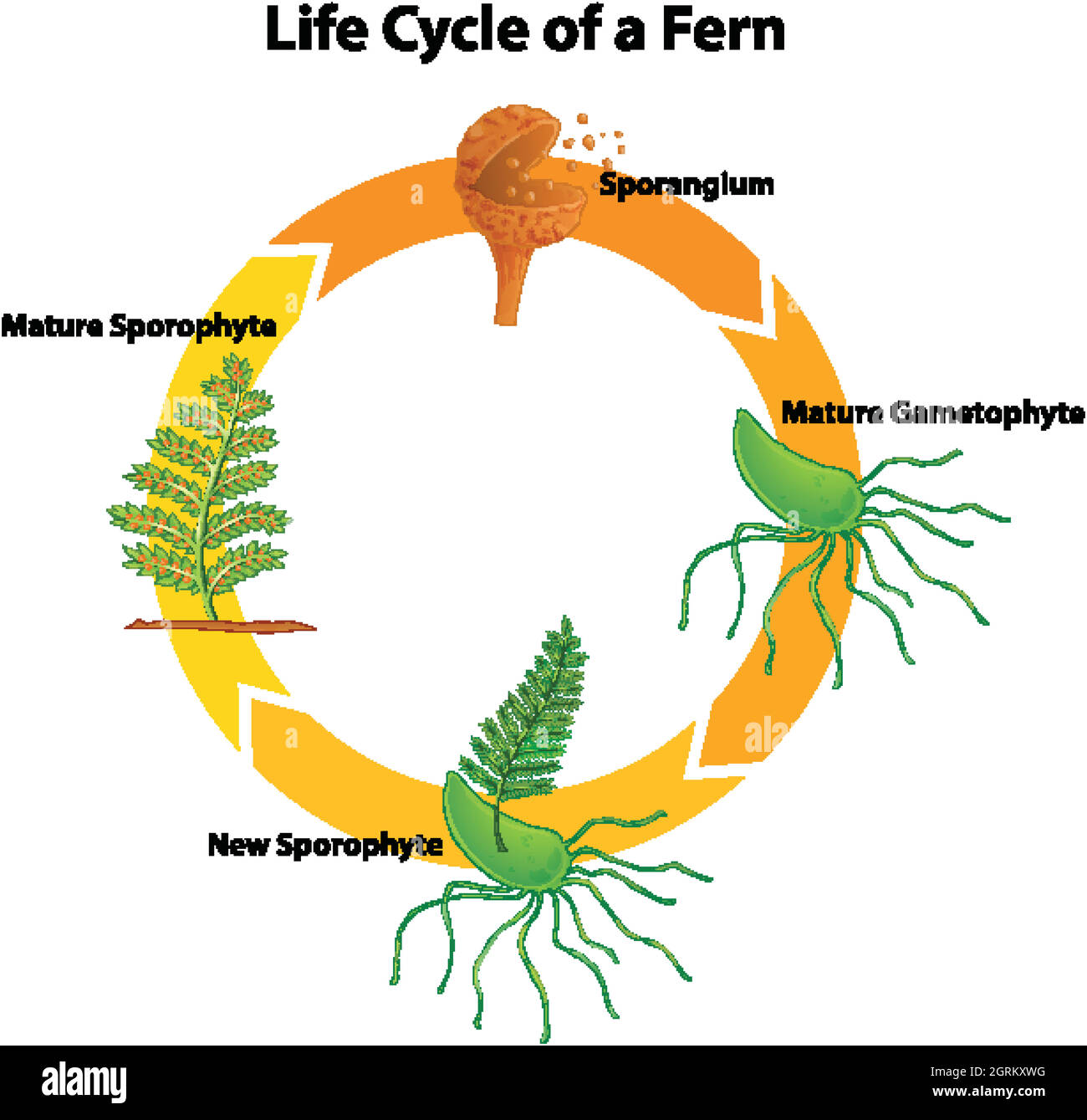 Diagramma che mostra il ciclo di vita della felce Illustrazione Vettoriale