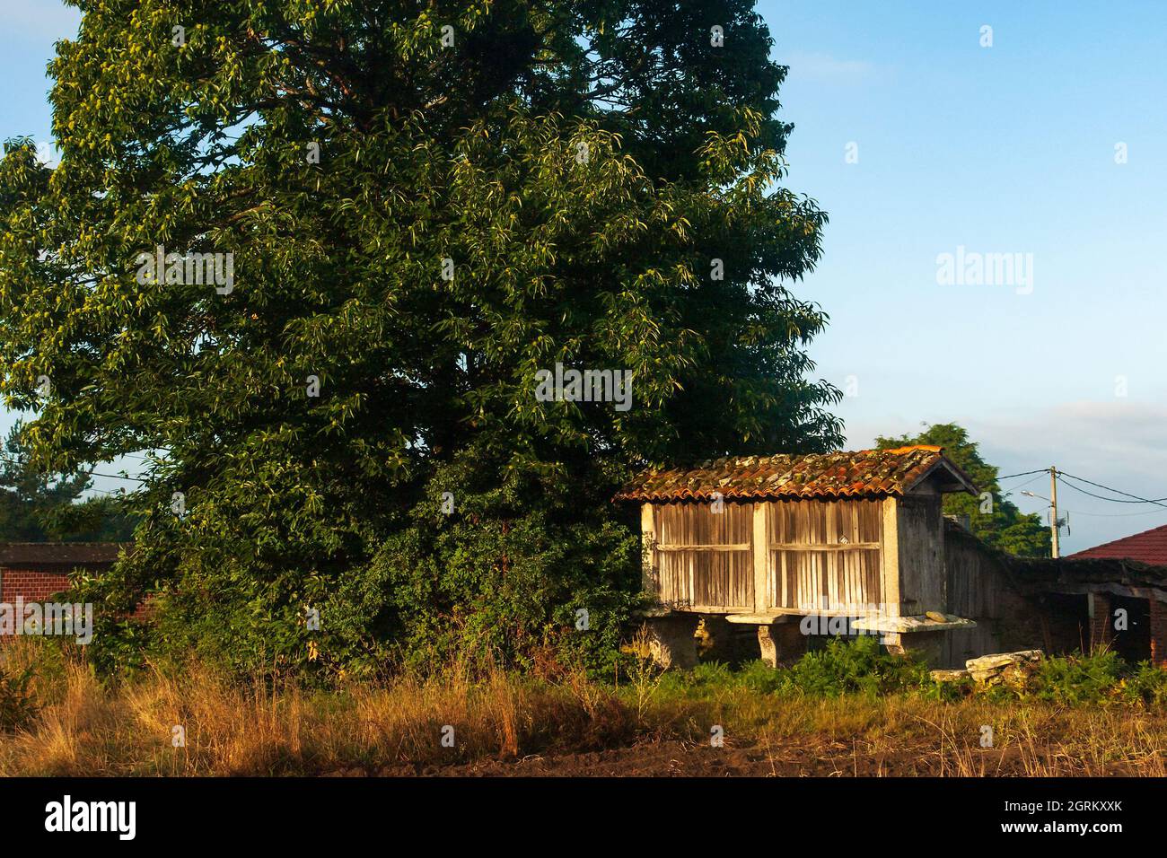 Costruzioni galiziane tipiche per immagazzinare grano Foto Stock