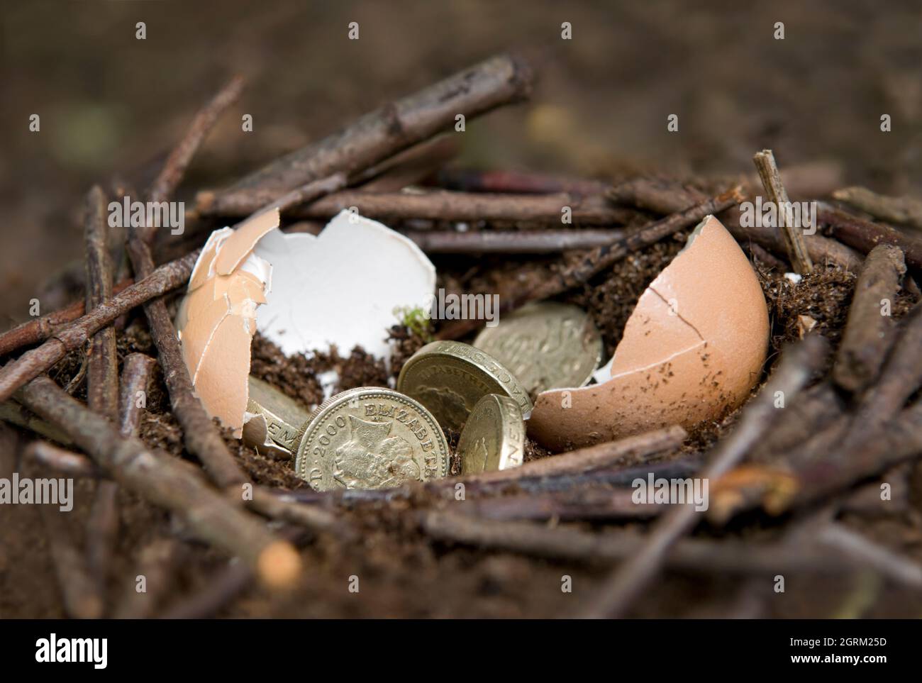 Monete in sterlina tra gusci di uovo rotti in nido, mostrando il concetto di uovo di nido Foto Stock