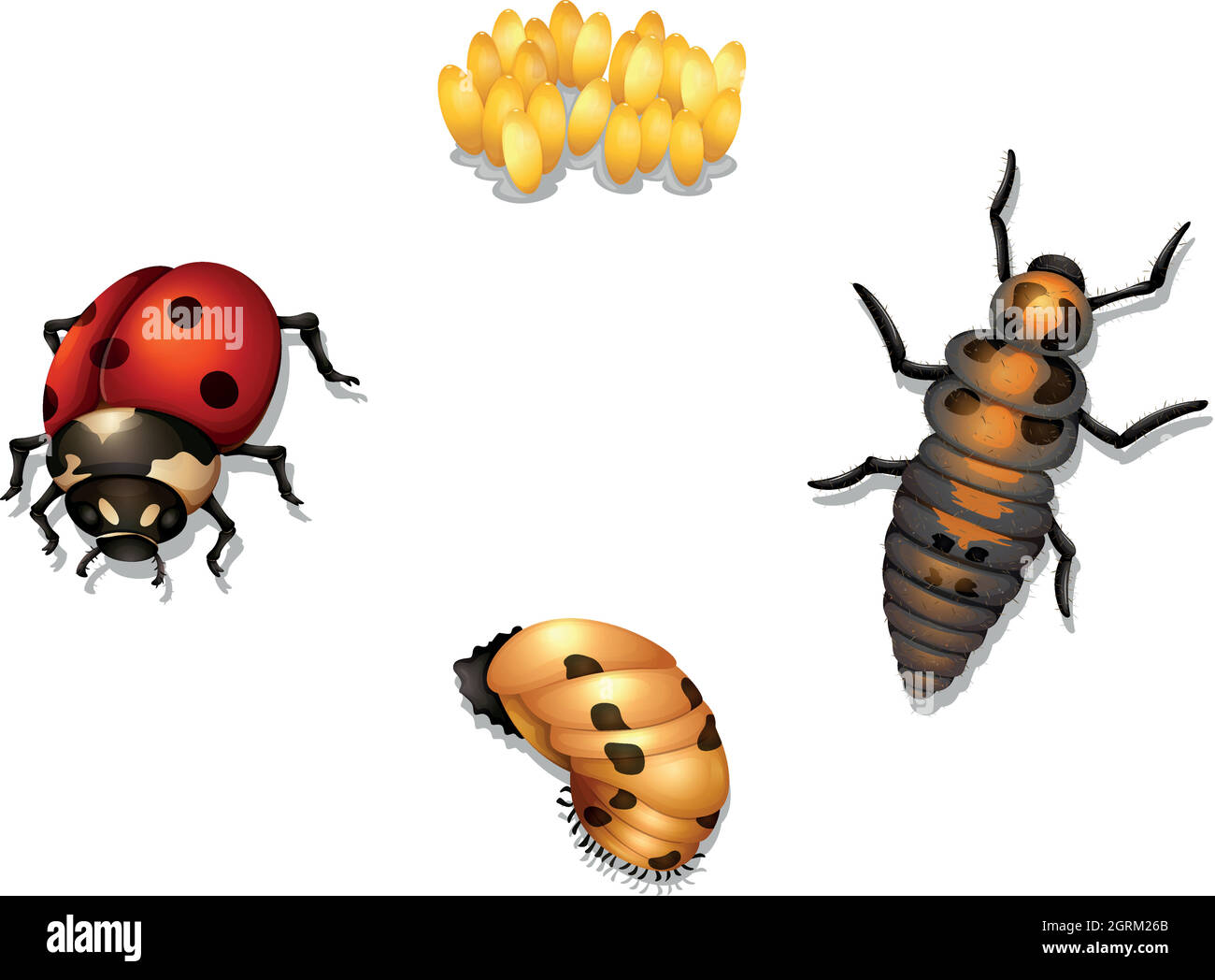 ciclo di vita di ladybug Illustrazione Vettoriale