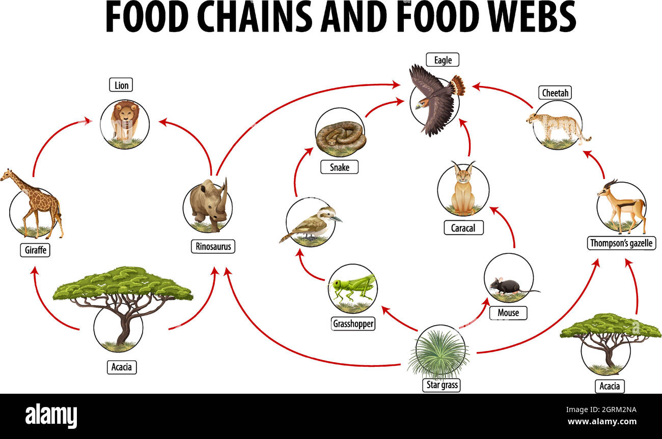 Poster didattico della biologia per le reti alimentari e diagramma delle catene alimentari Illustrazione Vettoriale