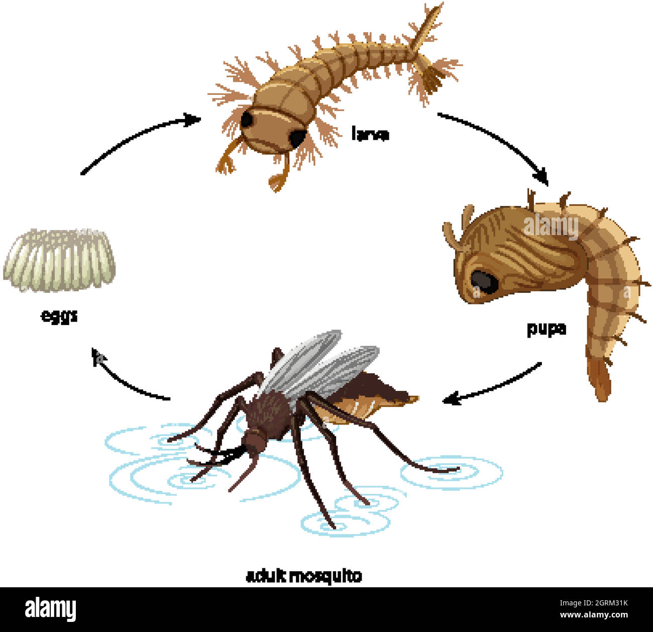 Diagramma che mostra il ciclo di vita delle zanzare su sfondo bianco Illustrazione Vettoriale