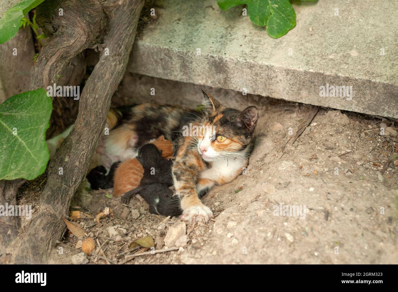 Gatto che mangia i suoi gattini, la madre gatto e gattini, gattini newboen, gatti che succhiano latte . Foto Stock