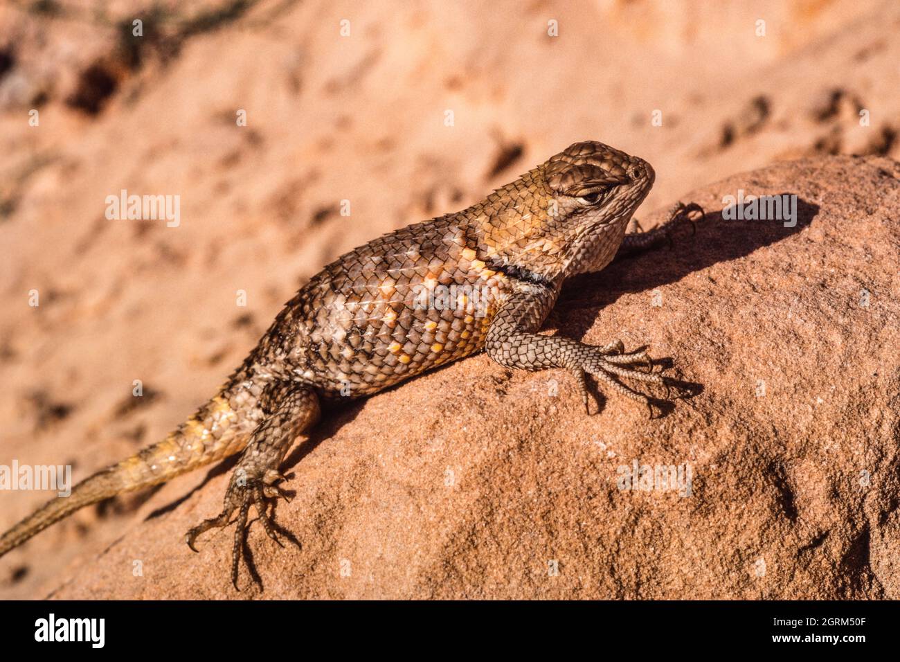 Un lucertola di Spiny del deserto, il magister dello Sceloporo, crogiolandosi al sole per regolare la sua temperatura corporea. Utah. Foto Stock
