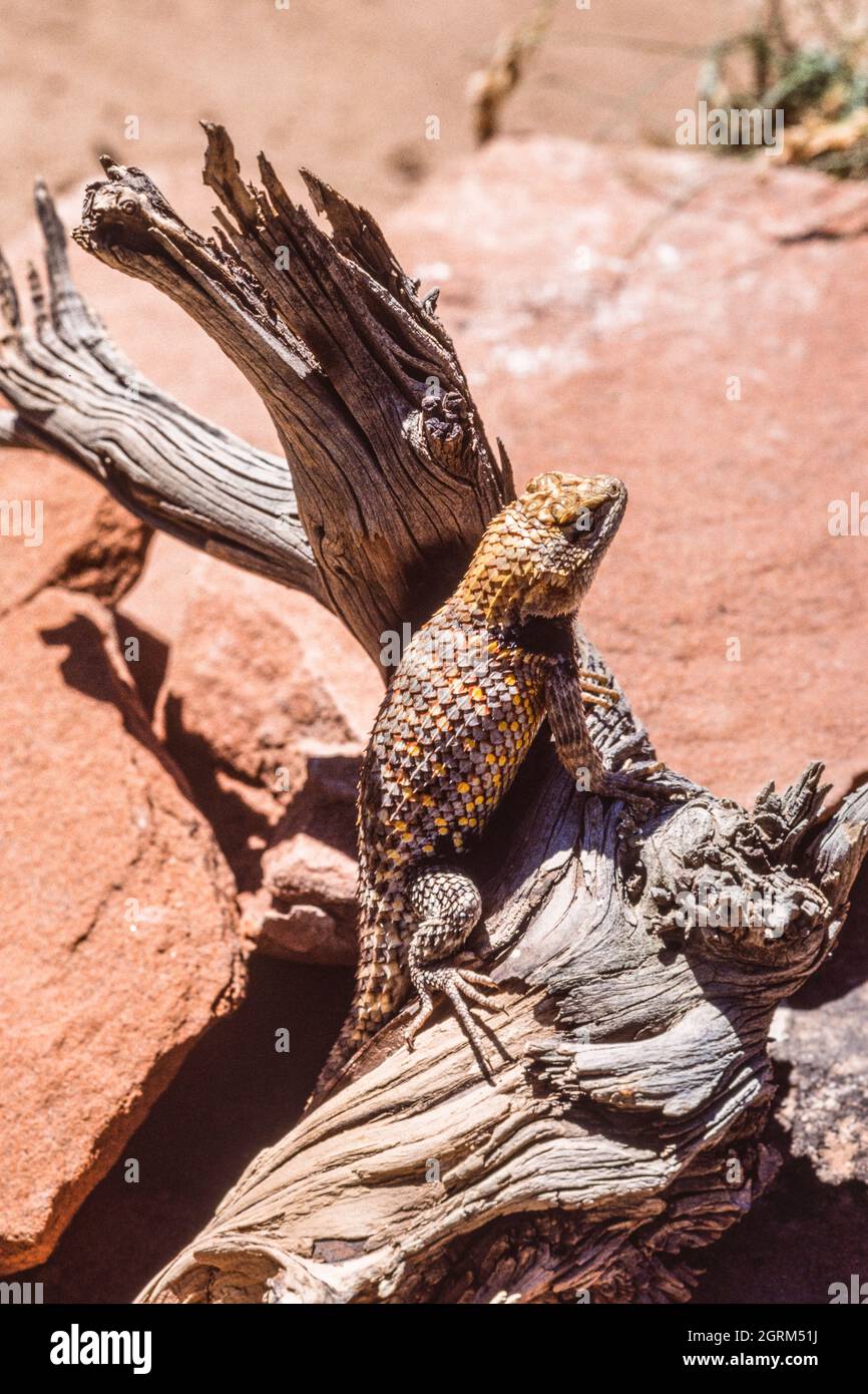 Un lucertola di Spiny del deserto, il magister dello Sceloporo, crogiolandosi al sole per regolare la sua temperatura corporea. Utah. Foto Stock