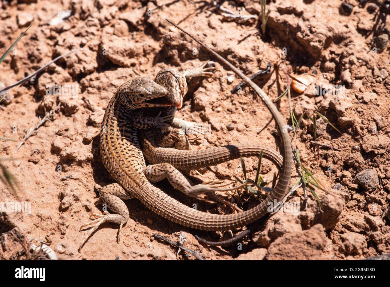 Due Lizards di Whiptail occidentale, Aspiscelis tigris, in una battaglia territoriale nel deserto nel sud-est dello Utah. Foto Stock