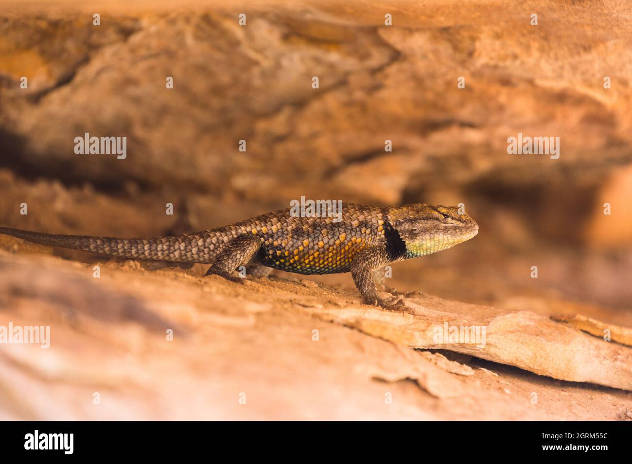 Un lucertola di Spiny nel deserto, il magister dello Sceloporo, che riposa all'ombra per evitare il surriscaldamento nel deserto dello Utah meridionale. Foto Stock