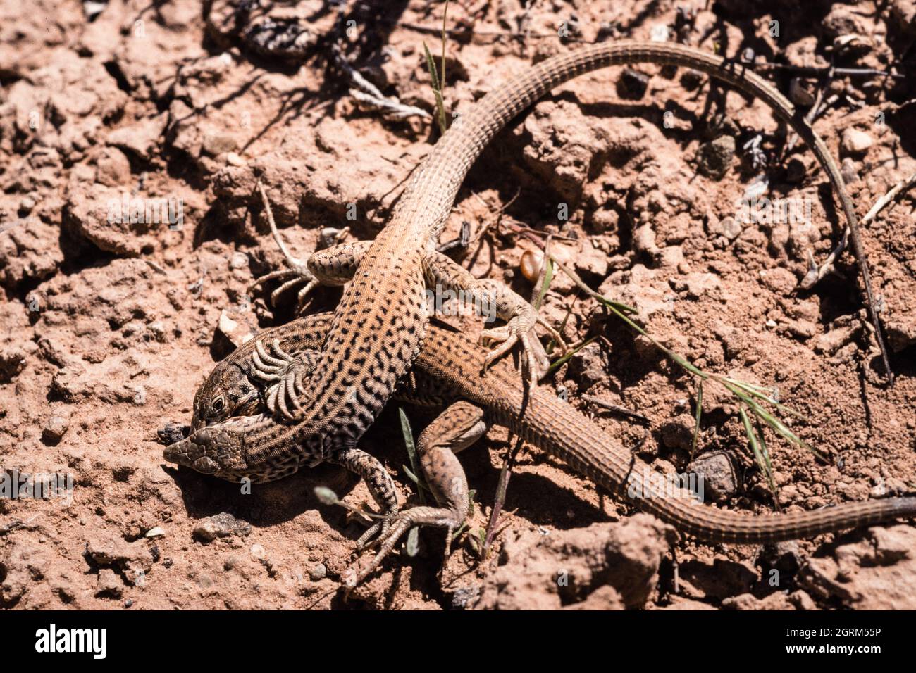 Due Lizards di Whiptail occidentale, Aspiscelis tigris, in una battaglia territoriale nel deserto nel sud-est dello Utah. Foto Stock