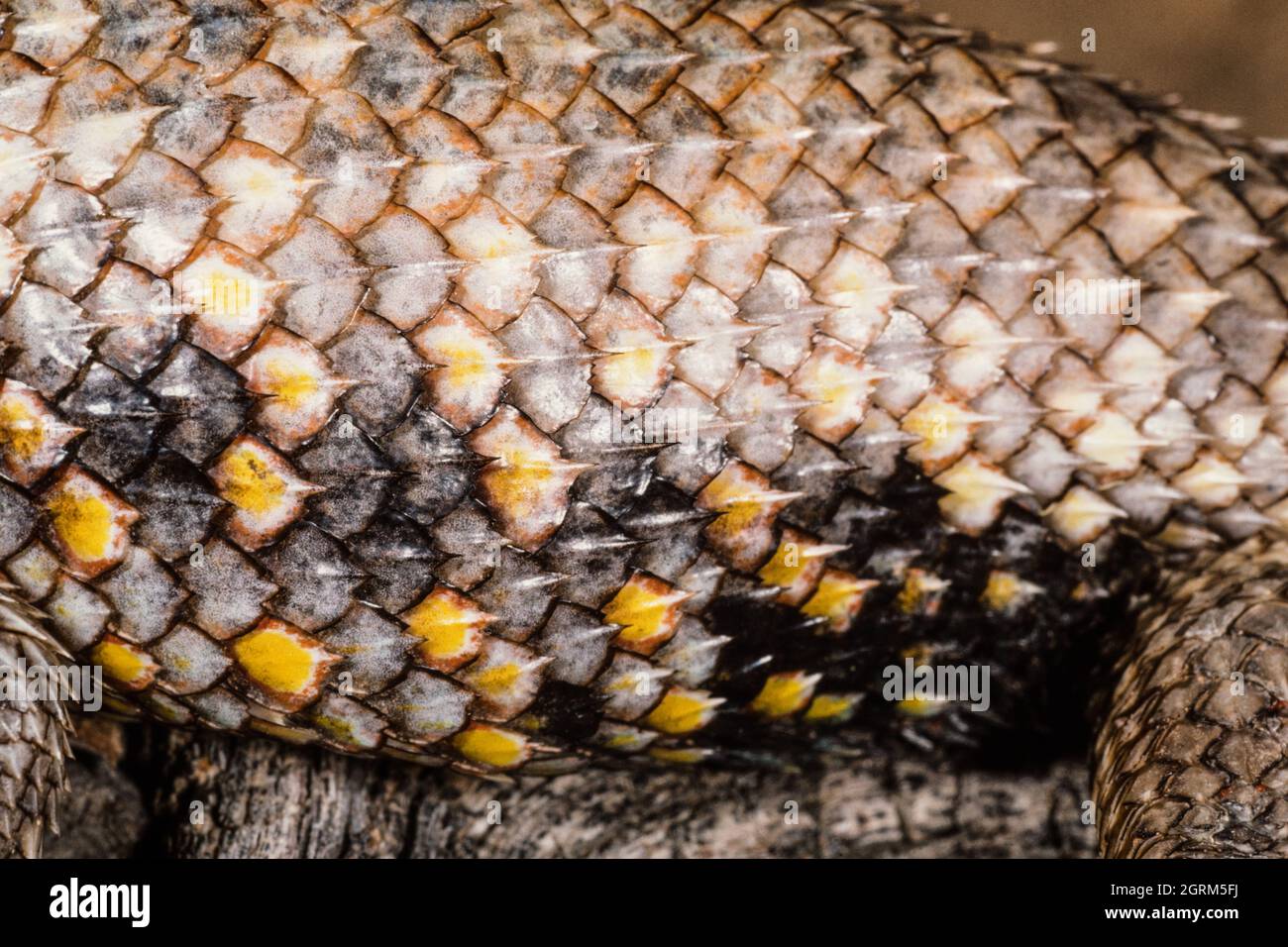 Le coloratissime scale del lato e del retro di un maschio Desert Spiny Lizard, il magister dello Sceloporo, originario del sud-ovest degli Stati Uniti e del Messico. Foto Stock