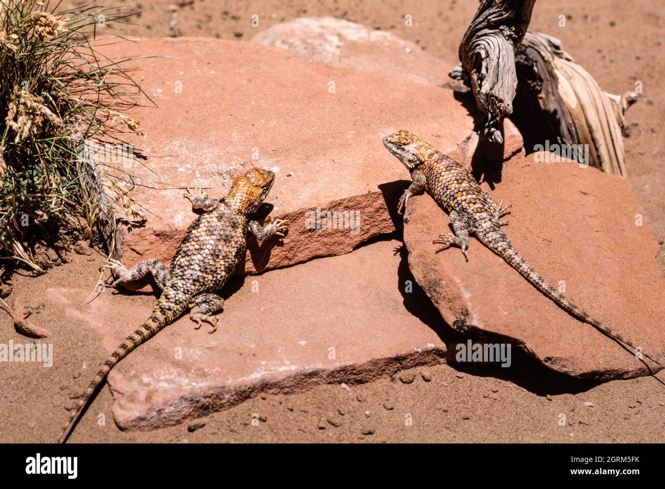Una femmina (L) & maschio (R) Desert Spiny Lizard, magister dello Sceloporo, crogiolarsi al sole per regolare la temperatura corporea. Utah. Foto Stock