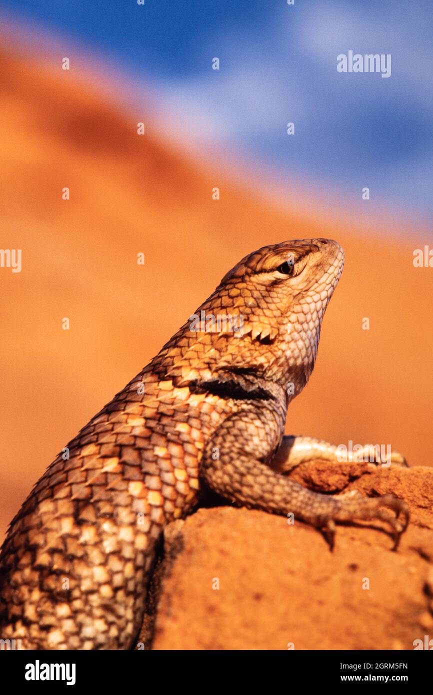 Un ritratto da vicino di un lucertole di spinoso deserto, il magister dello Sceloporo, su una roccia nella luce del tardo pomeriggio. Foto Stock