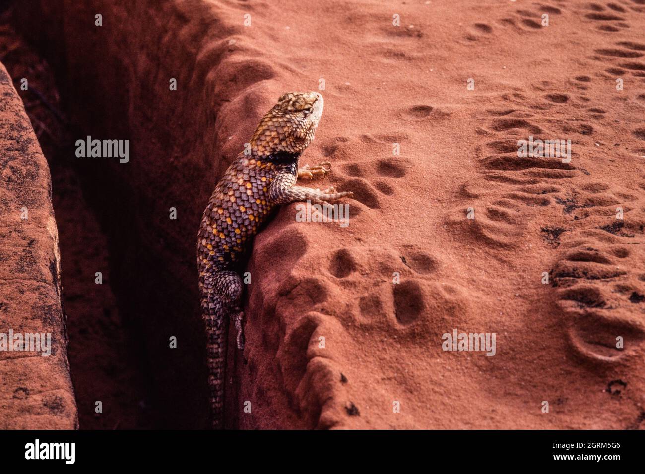 Un deserto Spiny Lizard, magister di Sceloporus, su una lastra di pietra arenaria erosa vicino al lago Powell nello Utah. Foto Stock