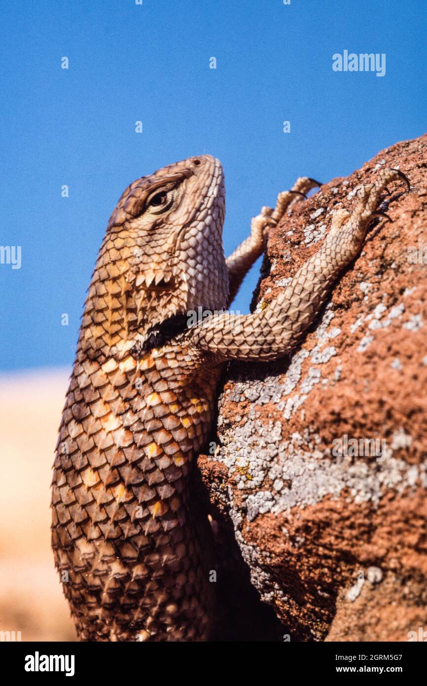Un lucertola di Spiny del deserto, il magister dello Sceloporo, crogiolandosi al sole per regolare la sua temperatura corporea. Utah. Foto Stock