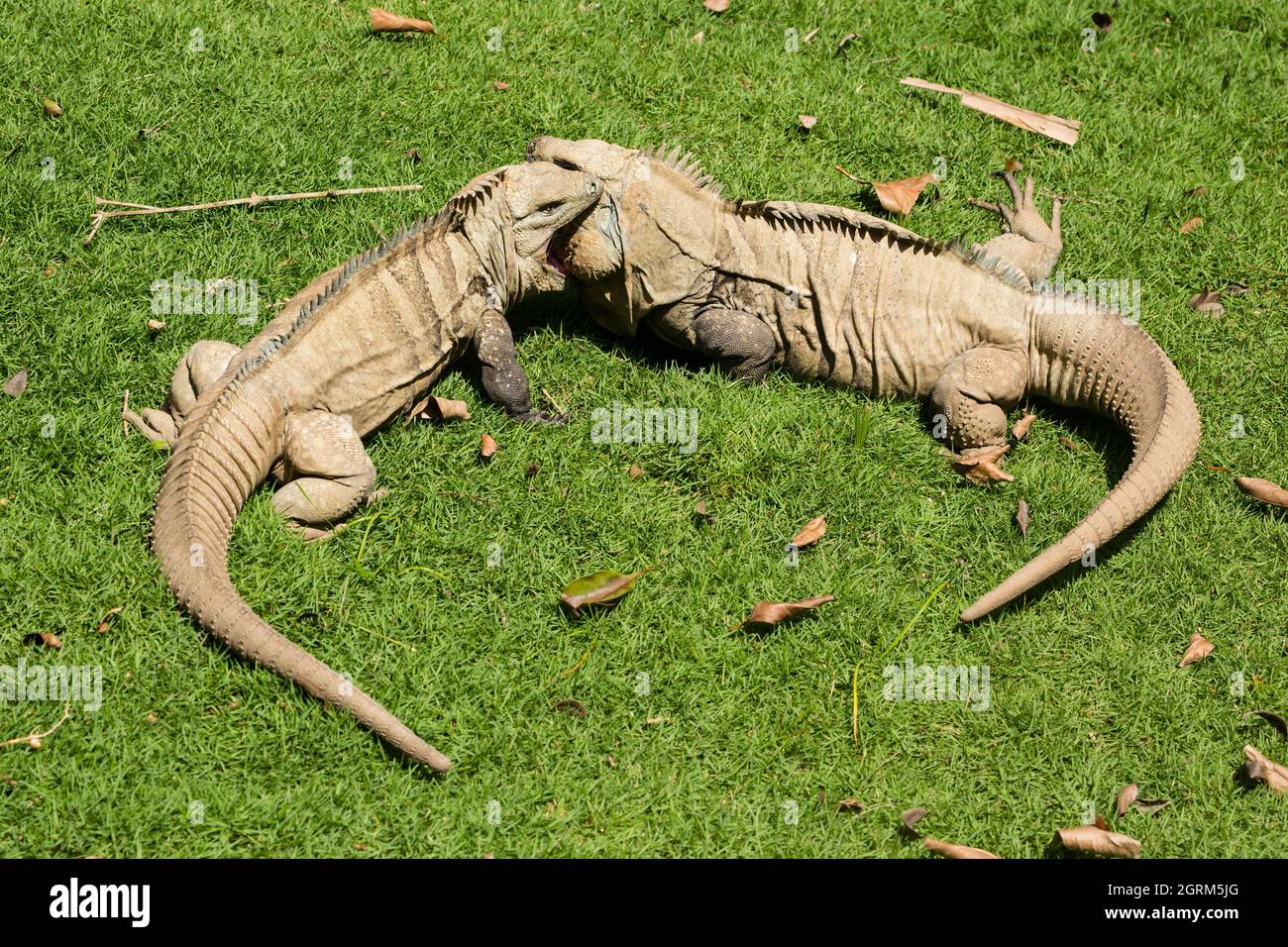 Due grandi adulti maschi Ricord's Rock Iguanas esibiscono un comportamento territoriale aggressivo nello Zoo Nazionale della Repubblica Dominicana. Un finale critico Foto Stock