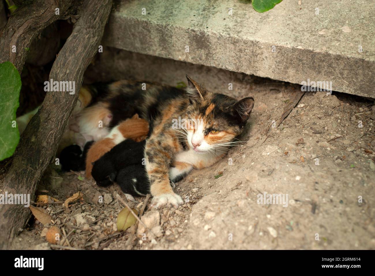 Gatto che mangia i suoi gattini, la madre gatto e gattini, gattini newboen, gatti che succhiano latte . Foto Stock
