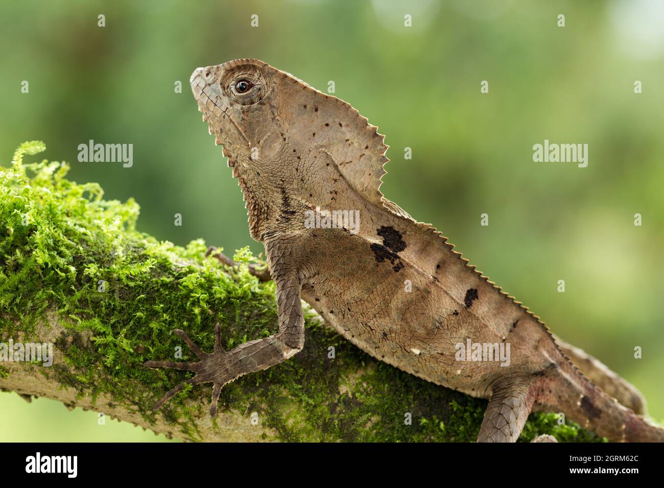 L'Helmeted Iguana, critico di Corythophanes, si trova in foreste tropicali dal Chiapas, Messico, a nord-ovest della Colombia. Foto Stock