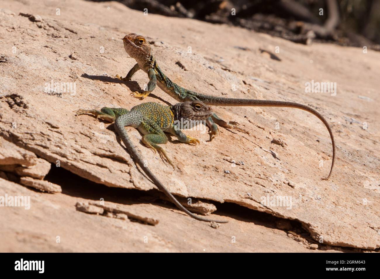 Un accoppiamento di Lizards Collared orientali, Crotaphytus collaris, che fa la loro danza ritualistica della corte in Canyonlands NP, Utah. Foto Stock