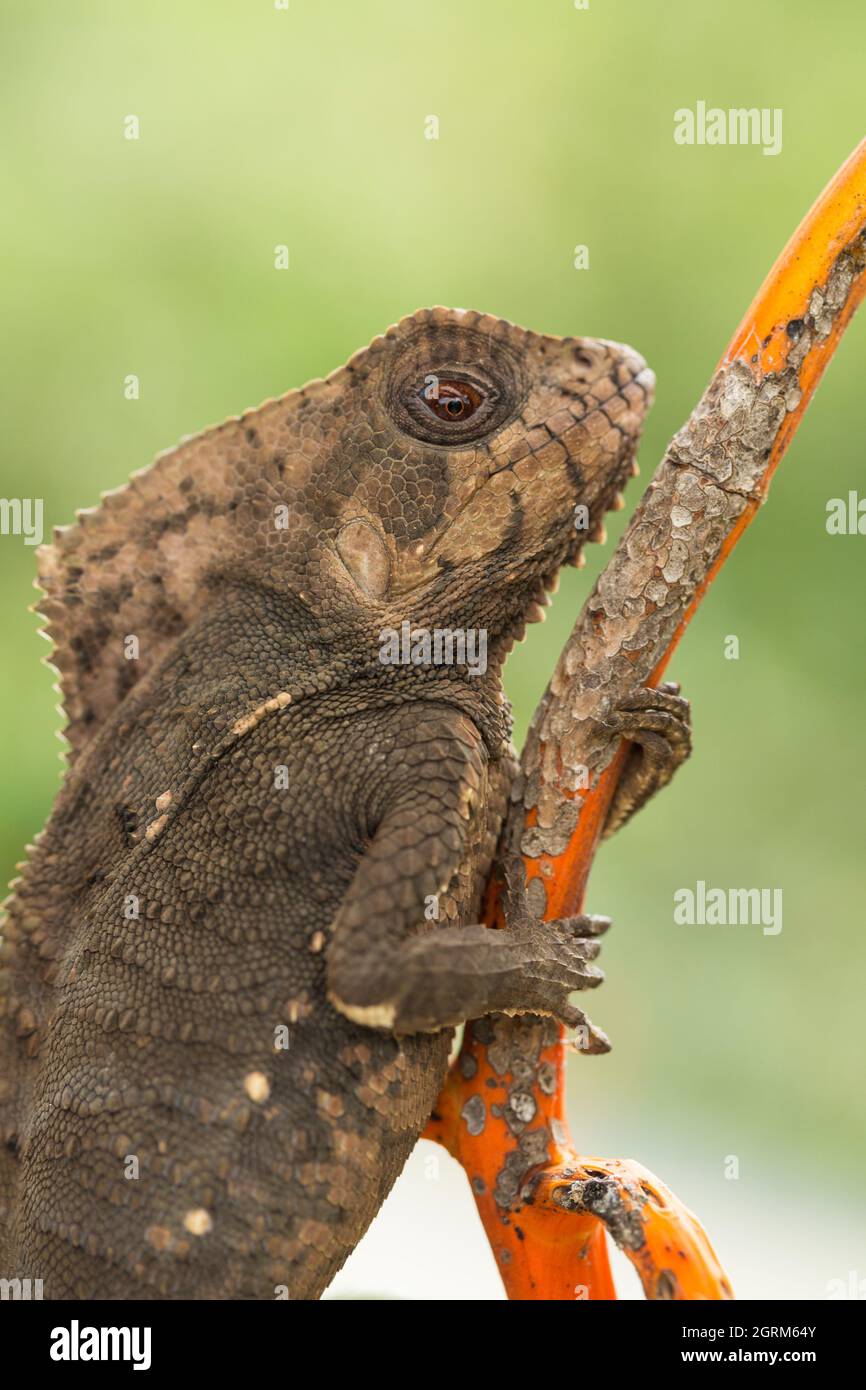 L'Helmeted Iguana, critico di Corythophanes, si trova in foreste tropicali dal Chiapas, Messico, a nord-ovest della Colombia. Foto Stock