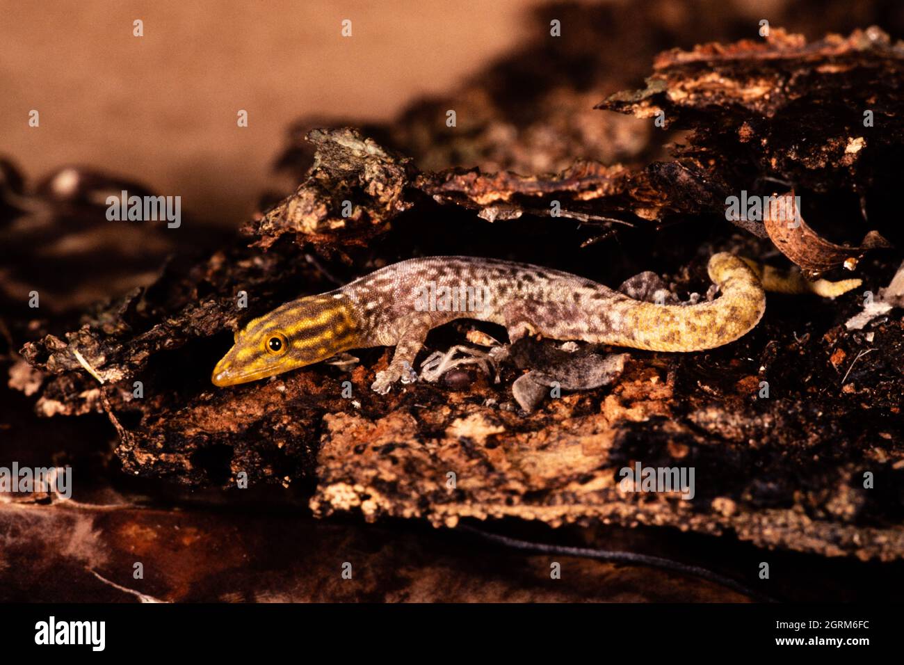 Un Panama meno Gecko colorato, Sphaerodactylus lineolatus, un gecko nano trovato in Panama e Colombia. Foto Stock