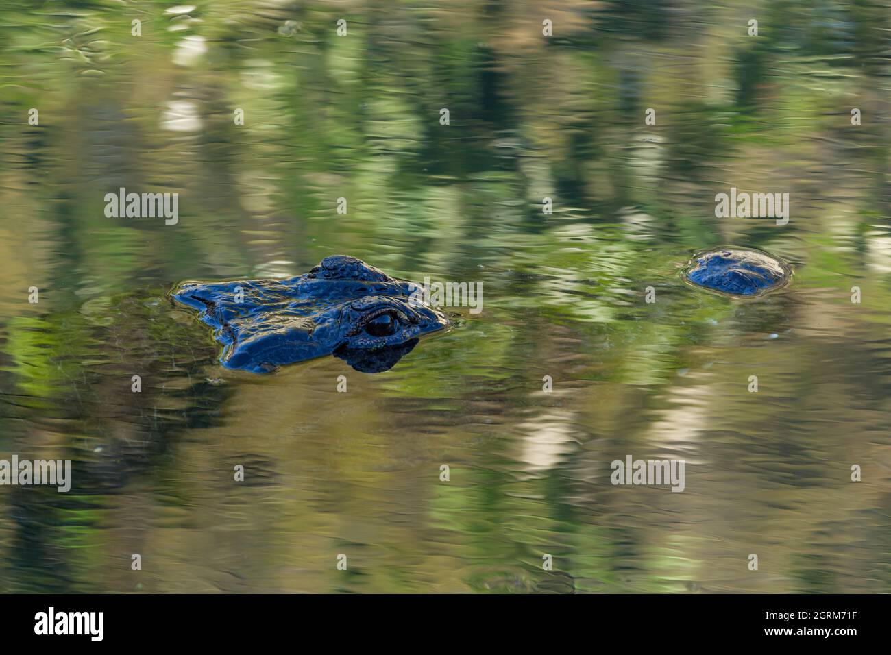 Un alligatore americano adulto, Alligator missisippiensis, può misurare da 3.4 a 4.6 m (da 11 a 15 piedi) di lunghezza e può pesare fino a 453 kg (1,000 libbre). Foto Stock