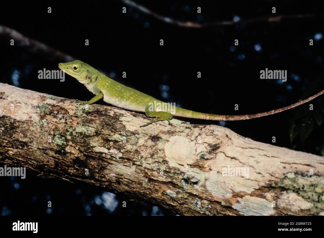 Anole verde maschio, o Anole verde neoptropicale, Anolis biporcatus, su un ramo di albero a Panama. Foto Stock