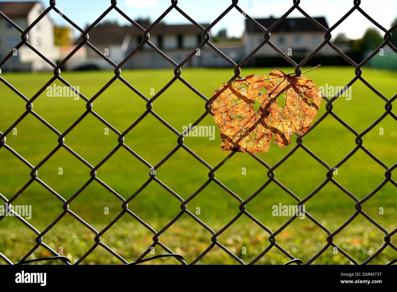 foglia autunnale di tiglio colorato in una recinzione in controluce con case sullo sfondo Foto Stock