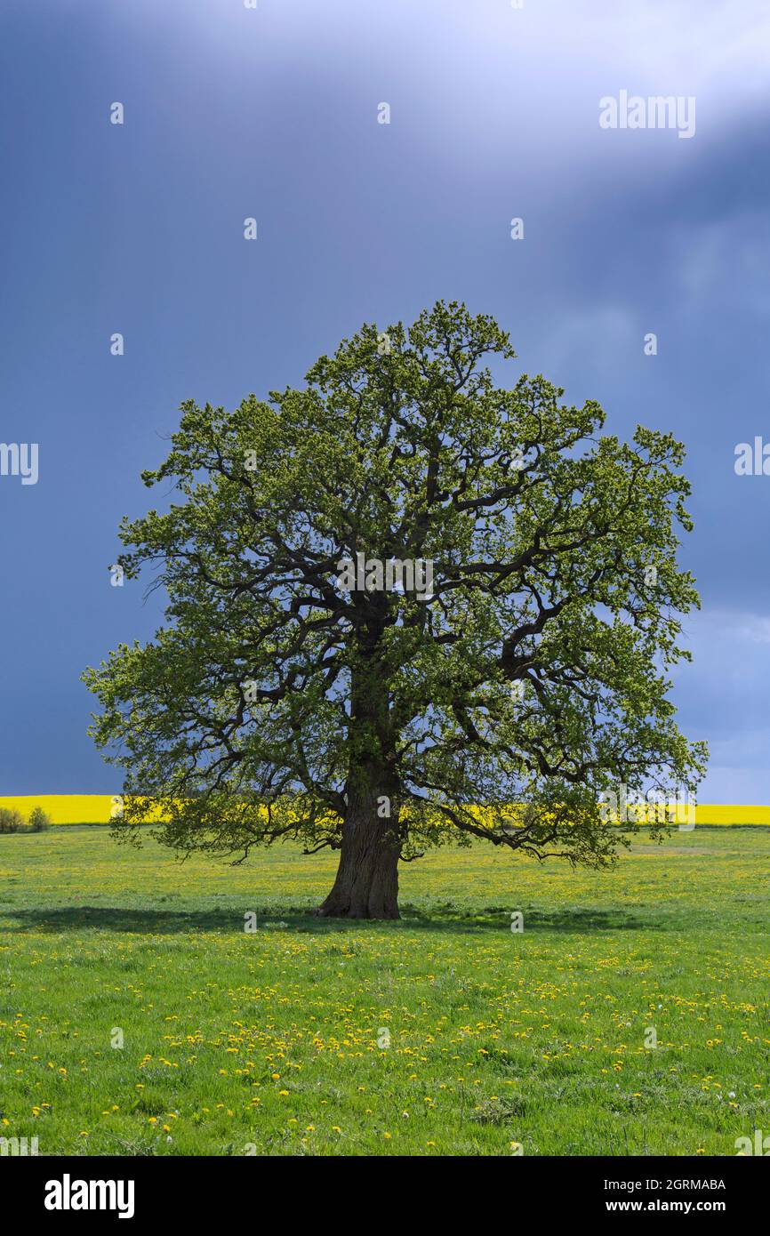 Quercia comune / quercia peduncola / quercia europea / quercia inglese (Quercus robur) albero solitario in prato sotto la nuvola di pioggia in primavera Foto Stock