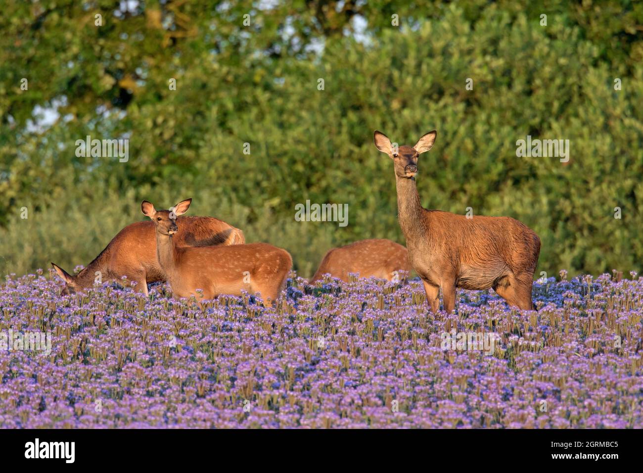 Cervo rosso (Cervus elaphus) si avea con vitelli che foraggiano in campo con lacca phacelia / blu Tansy / viola Tansy fioritura in estate Foto Stock