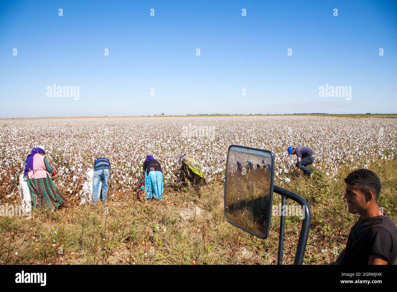 Adana,Turchia - 09-26-2014: Lavoratori che raccolgono cotone nel campo del cotone Foto Stock